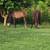 Running bred registerable appy colt 11 thumbnail