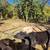 Beef Calves 5 thumbnail