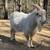 Make Nigerian Dwarf Goats 1 thumbnail