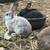Rex Rabbits 9 thumbnail