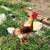 Re-homing Roosters 4 thumbnail