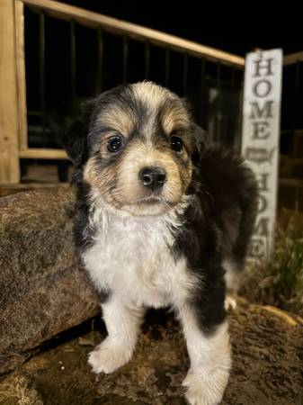 Mini aussie 1