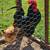 Rooster/Cockerels Black Australorp 1 thumbnail