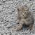 Kittens. 3 thumbnail
