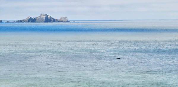 $2,735 / 424ft2 - Visitor Guest Suite, Stainless Steel Appliances, Free Weights (pacifica)63847329539587121