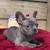 French bulldog puppies 2 thumbnail