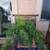 Cactus in pots/ plants 15 thumbnail