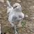 Young roosters 7 thumbnail