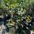 Orange trees 11 thumbnail