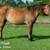 Broke stocky mare 1 thumbnail