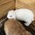 Holland Lops For Sale 4 thumbnail