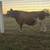 Miniature Jersey Bull 2 thumbnail