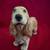 Blonde English Cocker Spaniel Dog Figurine by Conversation Concepts 9 thumbnail