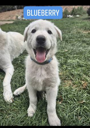 White Shepherds (Foresthill)63848875743363122