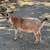 Nigerian dwarf goats 2 thumbnail