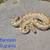 Rehoming Ball Pythons 4 thumbnail
