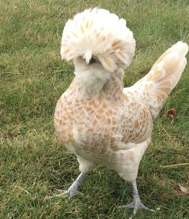 FREE CHICKENS 1