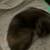 Cute black and biege kitten 15 thumbnail
