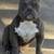 Micro Bully 1 thumbnail