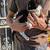 Male cat 1 thumbnail