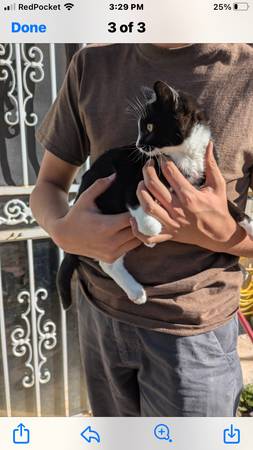 Male cat 1
