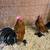 Bantam chicken breeds 7 thumbnail
