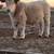Show calves 1 thumbnail