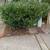 UFree estimate Landscaping and junk removal services 10 thumbnail