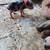 Kune kune piglets 2 thumbnail