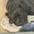 Cane Corso mix 4 thumbnail