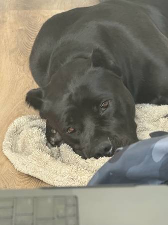 Cane Corso mix (Seattle)574429571559598083