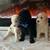 Poodle 4 thumbnail