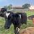 Cows 5 thumbnail