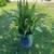 Plant 1 thumbnail