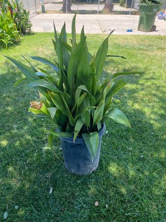 Plant 1