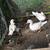 Beautiful Mandarin Ducks - 3 female & 2 males 1 thumbnail