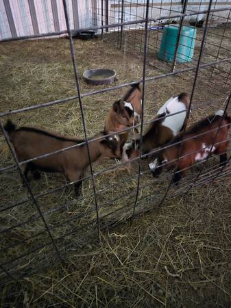 Nigerian Dwarf x Fainting Goats 1