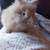 Lionhead rabbits 12 weeks! 2 thumbnail