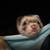 Ferrets 6 thumbnail