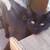 Teenage cats need homes 10 thumbnail