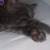 kitty 4 thumbnail