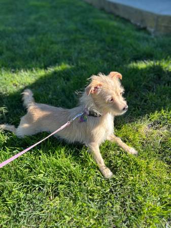 looking for home (hayward / castro valley)63861571678339120