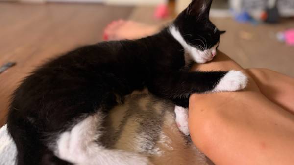 Kitten. Gratis (Vancouver)