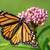 Wanted: Missouri Native Plants 8 thumbnail