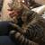 Handsome Sweet Neutered Male Cat Needing a Permanent Home 3 thumbnail