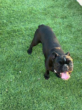 French puppy (La Mesa)548043164117248003