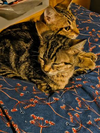 $20 rehoming fee, negotiable (Spanaway)64314917607427122