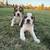 Beagles 2 thumbnail