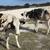 Cattle-3 Holstein Heifers Long yearlings 1 thumbnail