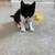Male Kitten 4 thumbnail